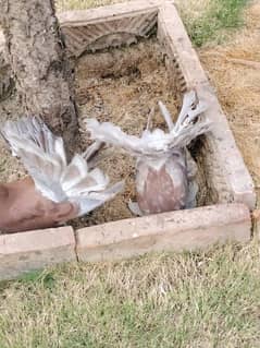 Indian lacky silver tail with eggs