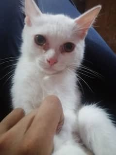 Irani short hair female kitten