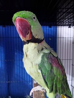 Raw Parrot Male