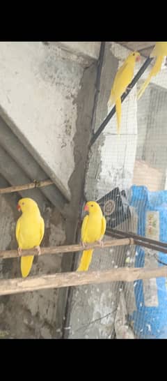 yellow ringneck pathy molding kr eay hain