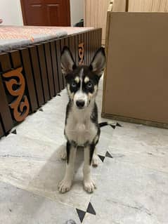 husky puppy for sale blue eyes