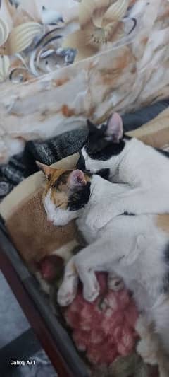 They are 1 year old Cats They both are pair