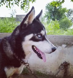 Siberian husky