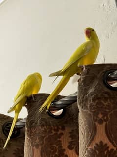 yellow kathay DNA  semi tame pair