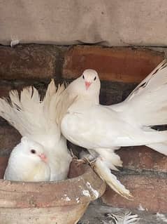 Pigeon Fantail Indian Breeder Pair with Fertile Eggs