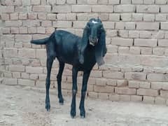 Cross Beetal Females ,,, Goats Feed