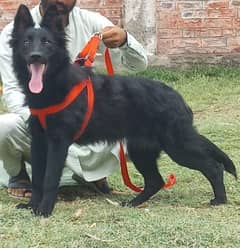 black German Shepherd female 5 month for sale