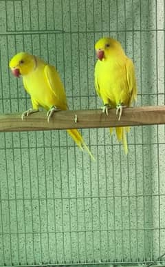 Yellow Pair