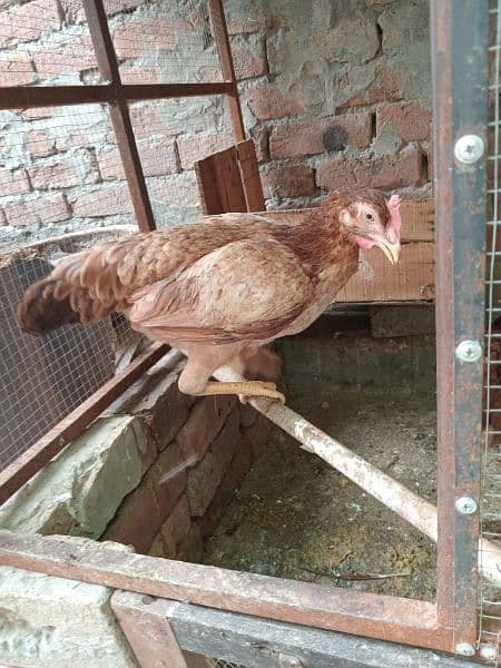 2 hen and 1 rooster. . pure desi healthy and active pair 4