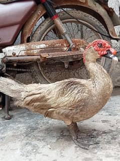 King Size White Male Muscovy Duck sale in reasonable price