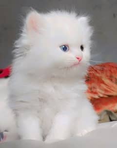 persian triple coat kittens