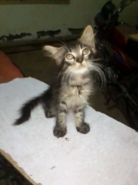 Kittens and Cats available for sale 5