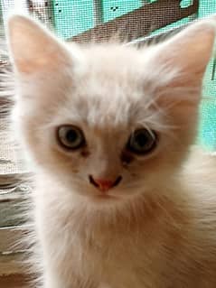 persian male kitten for sale