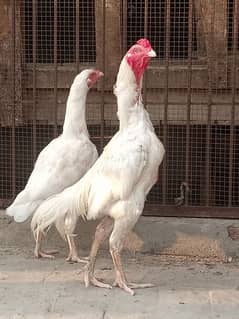 Aseel heera pair for sale