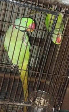 raw parrot 1 pair