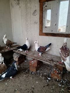 all pigeons for sale