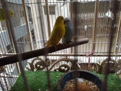 1 budgie breader pair 2 male