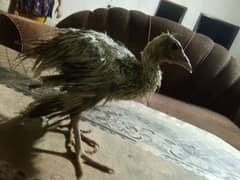 Green Indian male peacock chick for sale