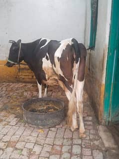 pregnant cow for sale