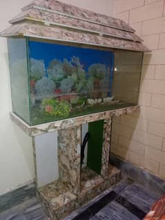 fish aquarium