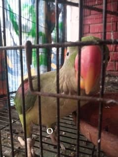 Raw Parrot Pair 0