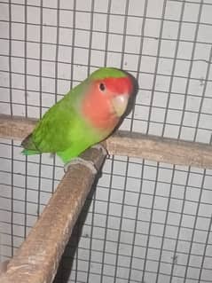 Lovebird female (Peach face)