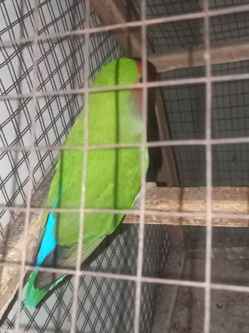 Lovebird female (Peach face) 1