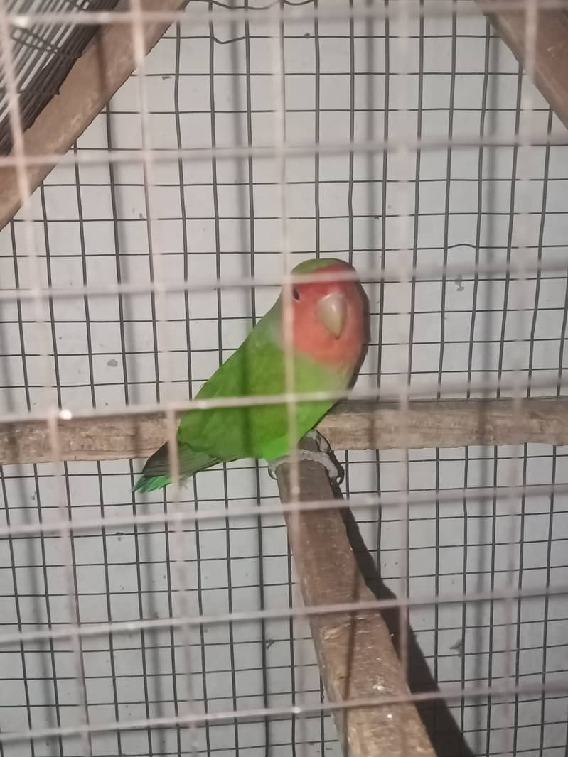 Lovebird female (Peach face) 2