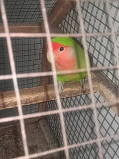 Lovebird female (Peach face)