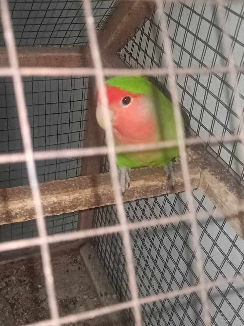 Lovebird female (Peach face) 3