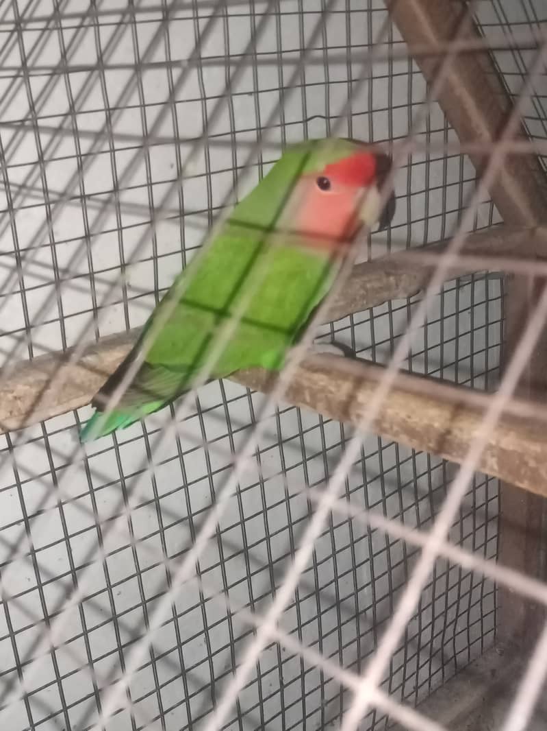 Lovebird female (Peach face) 4