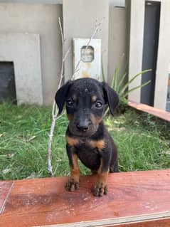 Doberman Puppies