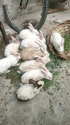 Red Eyes Cute Rabbits