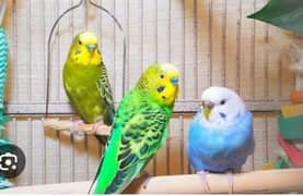 budgie parrot for sall