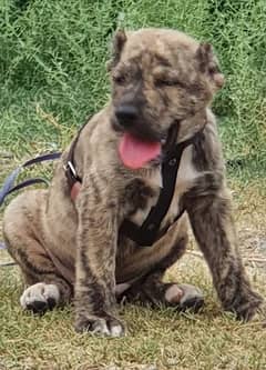 Kurdish Kangal security dog 2 month male for sale