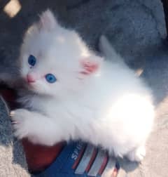 Persian Kitten Blue Eyes