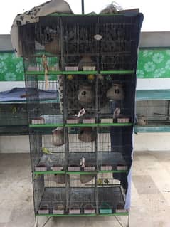 12 portion cage for parrots