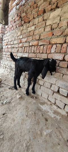 breadar quality baby goat for sale