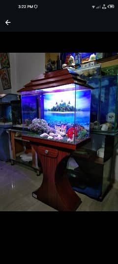 Beautiful fish Aquarium