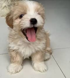 cute and lovely dog for sell