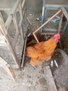 male of golden buff, white buff, bantam and black buff available