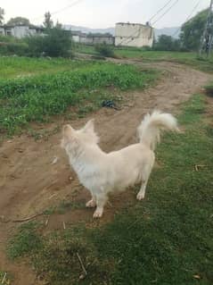 Russian dog for sale health and active