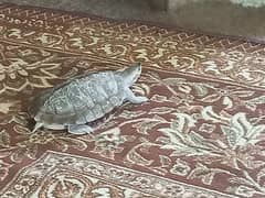 Turtle