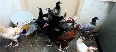 Home Breed Full active birds - Desi/Aseel cross