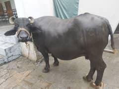 buffalo for selling.  6 months pregnant