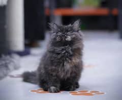 triple coat Persian punch face cat 50 days age