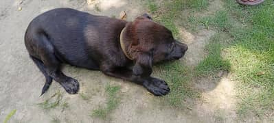 Labrador Dog For sale