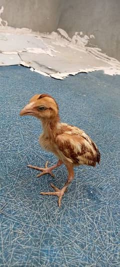 2 months Assel Heera chicks long neck | aseel java |