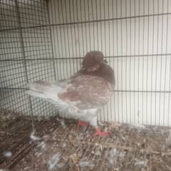 different pigeon for sale