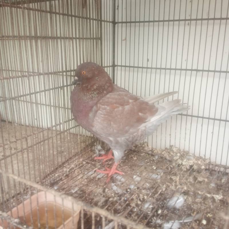 some fancy pigeons for sale 4